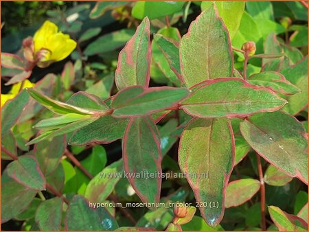 Hypericum moserianum &#39;Tricolor&#39;