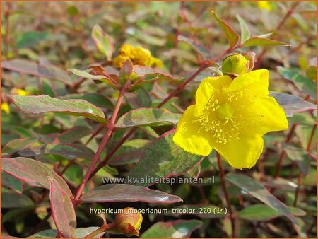 Hypericum moserianum &#39;Tricolor&#39;