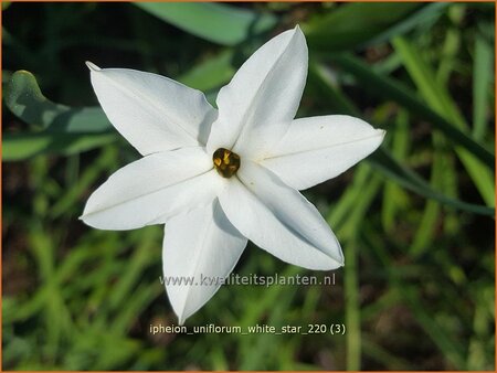 Ipheion uniflorum 'White Star'