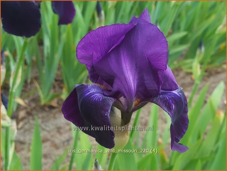 Iris germanica &#39;Wild Missouri&#39;