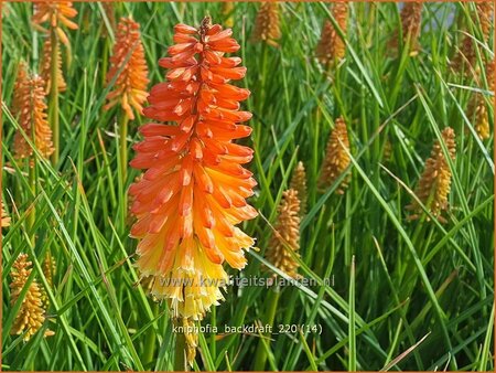 Kniphofia &#39;Backdraft&#39;