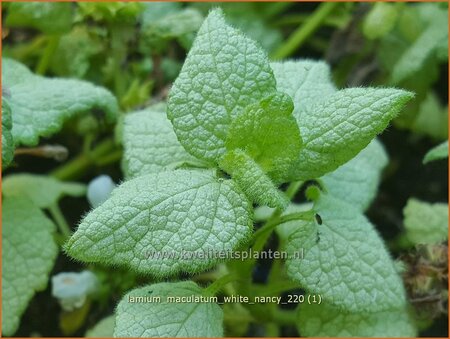 Lamium maculatum &#39;White Nancy&#39;