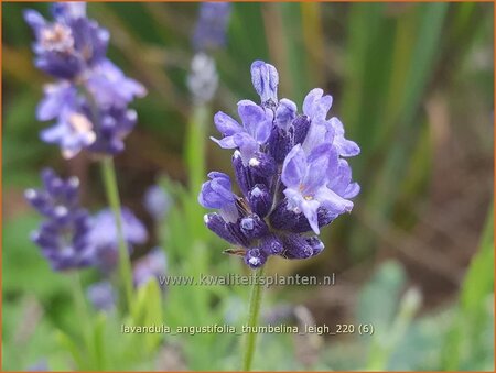 Lavandula angustifolia &#39;Thumbelina Leigh&#39;