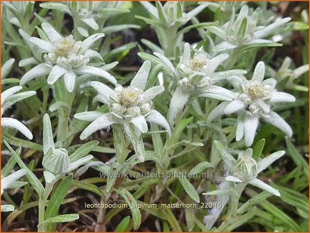 Leontopodium alpinum &#39;Matterhorn&#39;