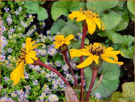 Ligularia dentata &#39;Moorblut&#39;