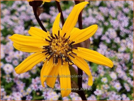 Ligularia dentata &#39;Moorblut&#39;