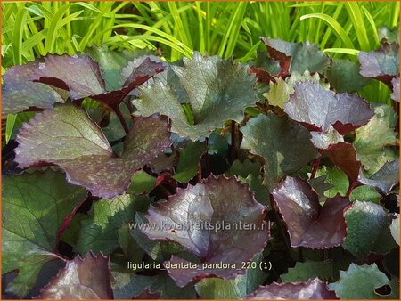 Ligularia dentata &#39;Pandora&#39;