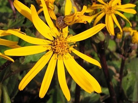 Ligularia dentata &#39;Pandora&#39;