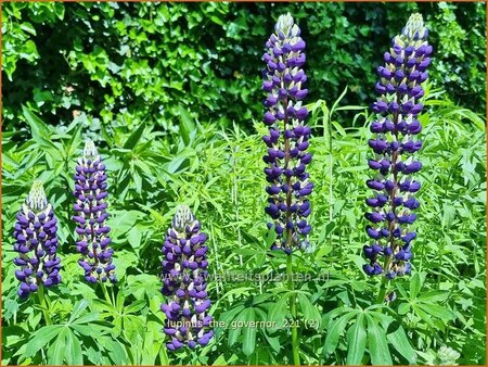 Lupinus 'The Governor'