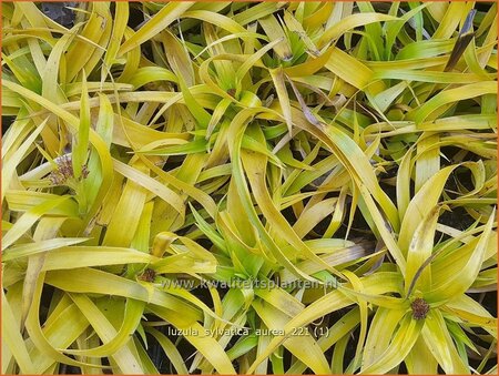 Luzula sylvatica 'Aurea'