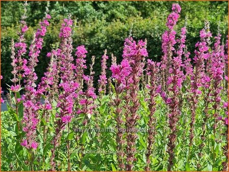 Lythrum salicaria &#39;JS Pink Blush&#39;