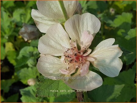 Malva &#39;Park Allee&#39;