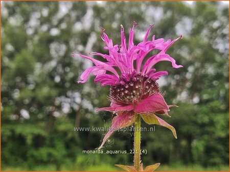 Monarda &#39;Aquarius&#39;