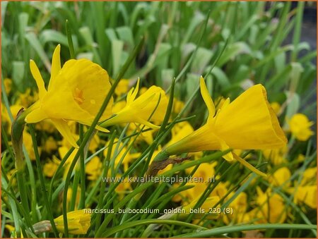 Narcissus bulbocodium 'Golden Bells'