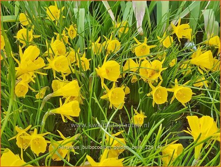 Narcissus bulbocodium 'Golden Bells'