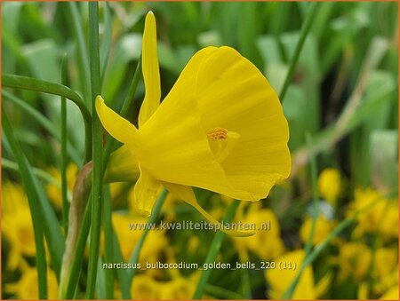 Narcissus bulbocodium &#39;Golden Bells&#39;