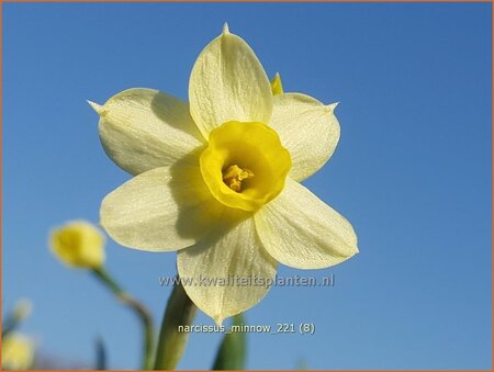 Narcissus &#39;Minnow&#39;