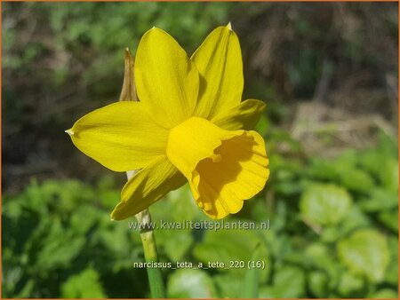 Narcissus &#39;Tête-à-Tête&#39;