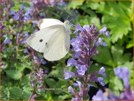 Nepeta &#39;Cat&#39;s Pajamas&#39;