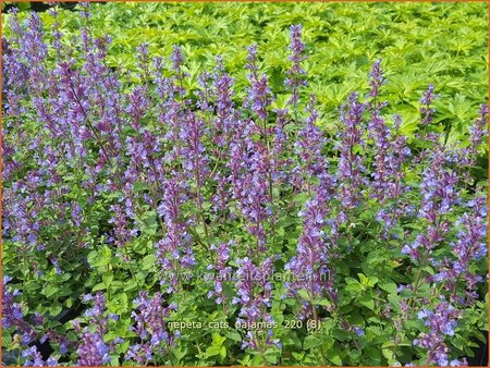 Nepeta &#39;Cat&#39;s Pajamas&#39;