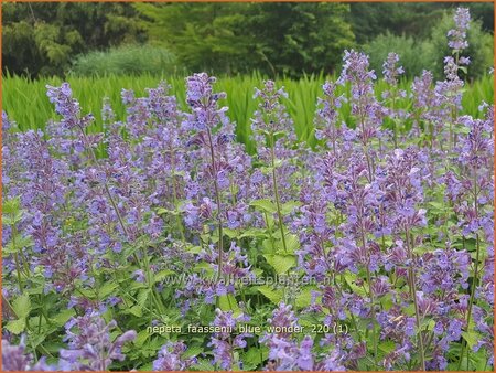 Nepeta faassenii &#39;Blue Wonder&#39;