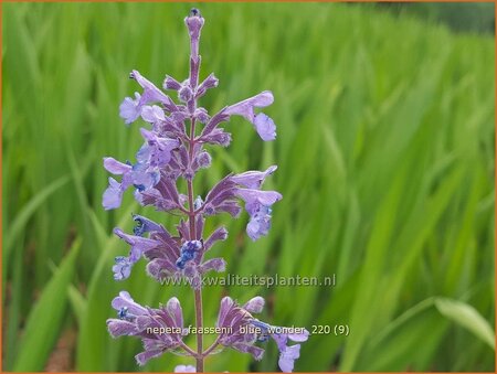 Nepeta faassenii &#39;Blue Wonder&#39;