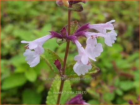 Nepeta &#39;Florina&#39;