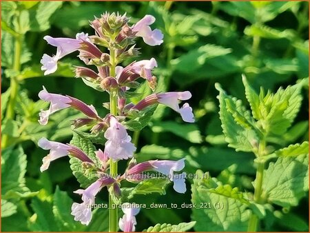 Nepeta grandiflora &#39;Dawn to Dusk&#39;