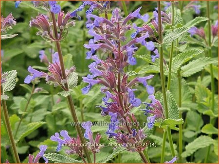 Nepeta grandiflora &#39;Zinser&#39;s Giant&#39;