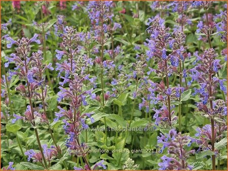 Nepeta grandiflora &#39;Zinser&#39;s Giant&#39;