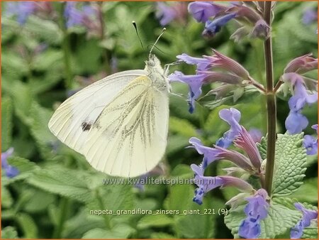 Nepeta grandiflora &#39;Zinser&#39;s Giant&#39;