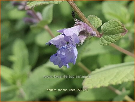 Nepeta &#39;Joanna Reed&#39;