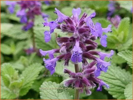 Nepeta racemosa 'Odeur Citron'