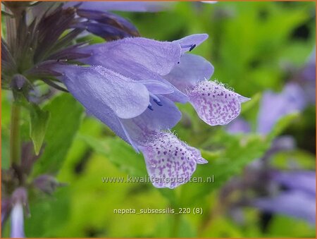 Nepeta subsessilis