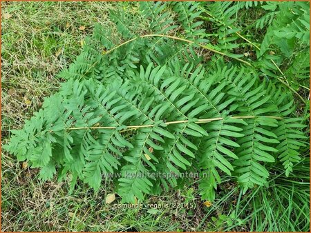 Osmunda regalis