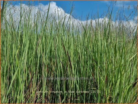 Panicum virgatum &#39;JS Blue Darkness&#39;