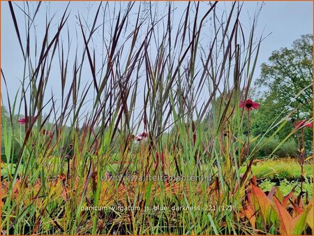 Panicum virgatum &#39;JS Blue Darkness&#39;