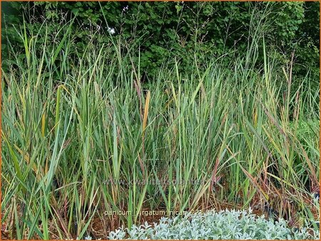 Panicum virgatum &#39;Nican&#39;