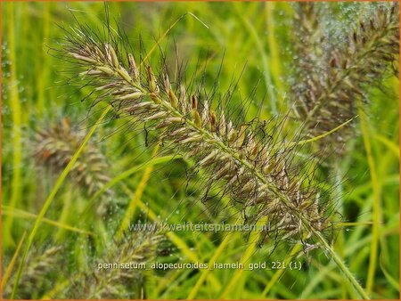 Pennisetum alopecuroides 'Hameln Gold'