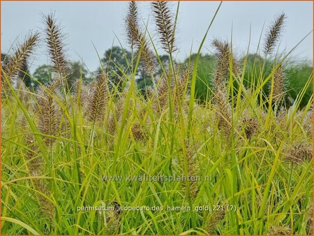 Pennisetum alopecuroides &#39;Hameln Gold&#39;