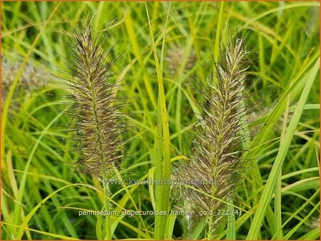 Pennisetum alopecuroides &#39;Hameln Gold&#39;