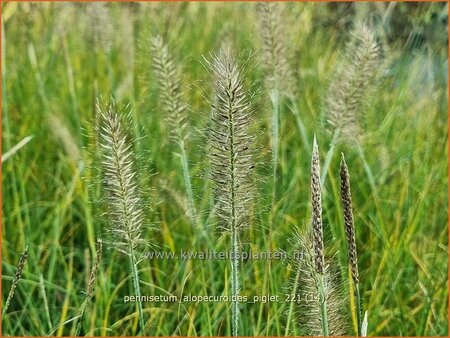 Pennisetum alopecuroides &#39;Piglet&#39;