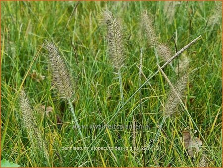 Pennisetum alopecuroides &#39;Piglet&#39;