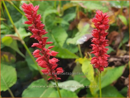 Persicaria amplexicaulis &#39;Anne&#39;s Choice&#39;