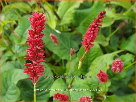 Persicaria amplexicaulis &#39;Anne&#39;s Choice&#39;