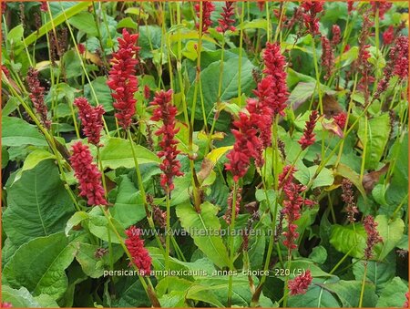 Persicaria amplexicaulis &#39;Anne&#39;s Choice&#39;