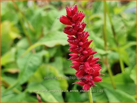 Persicaria amplexicaulis &#39;Anne&#39;s Choice&#39;