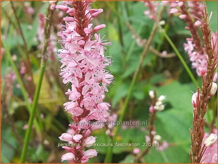 Persicaria amplexicaulis 'Fascination'