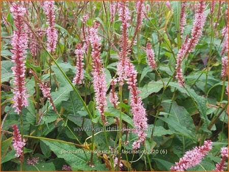 Persicaria amplexicaulis 'Fascination'