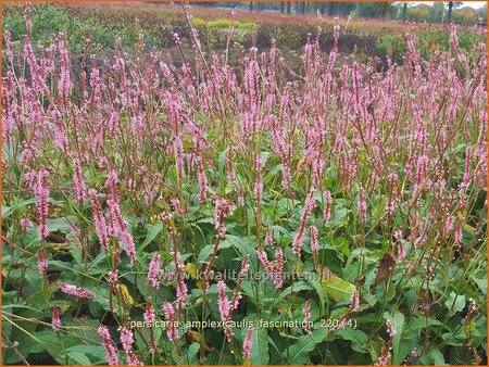 Persicaria amplexicaulis 'Fascination'